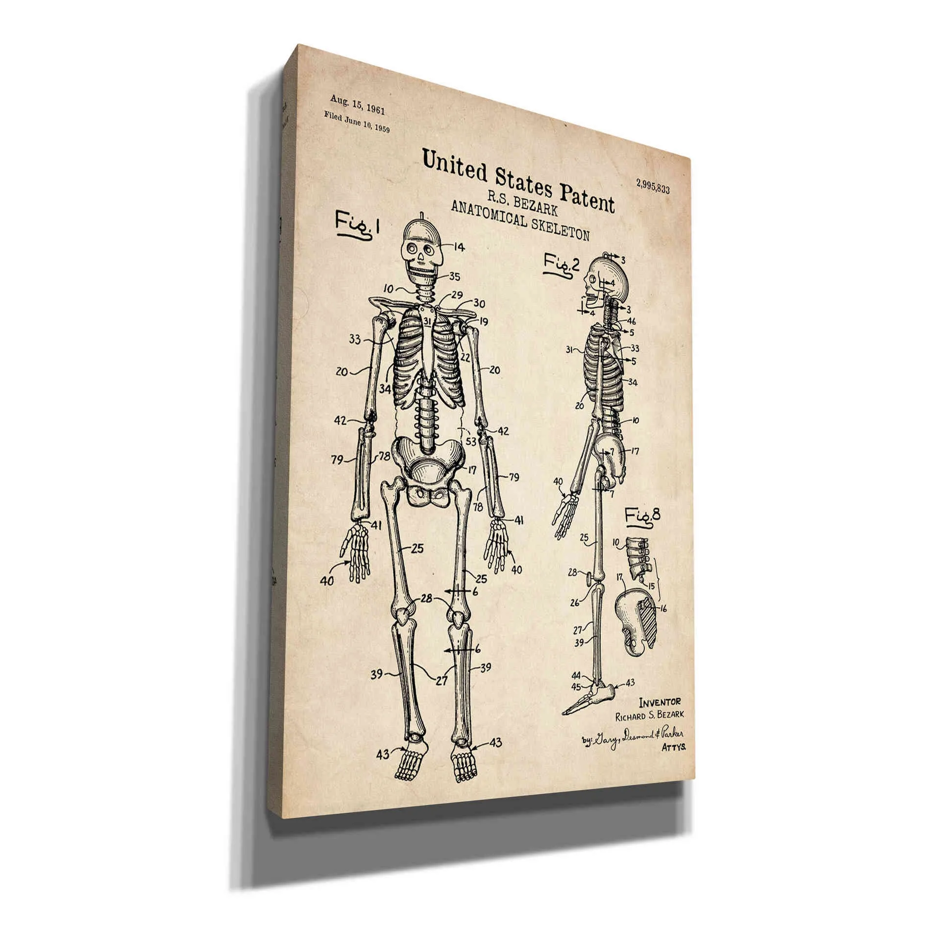 'Anatomical Skeleton Blueprint Patent Parchment' Canvas Wall Art